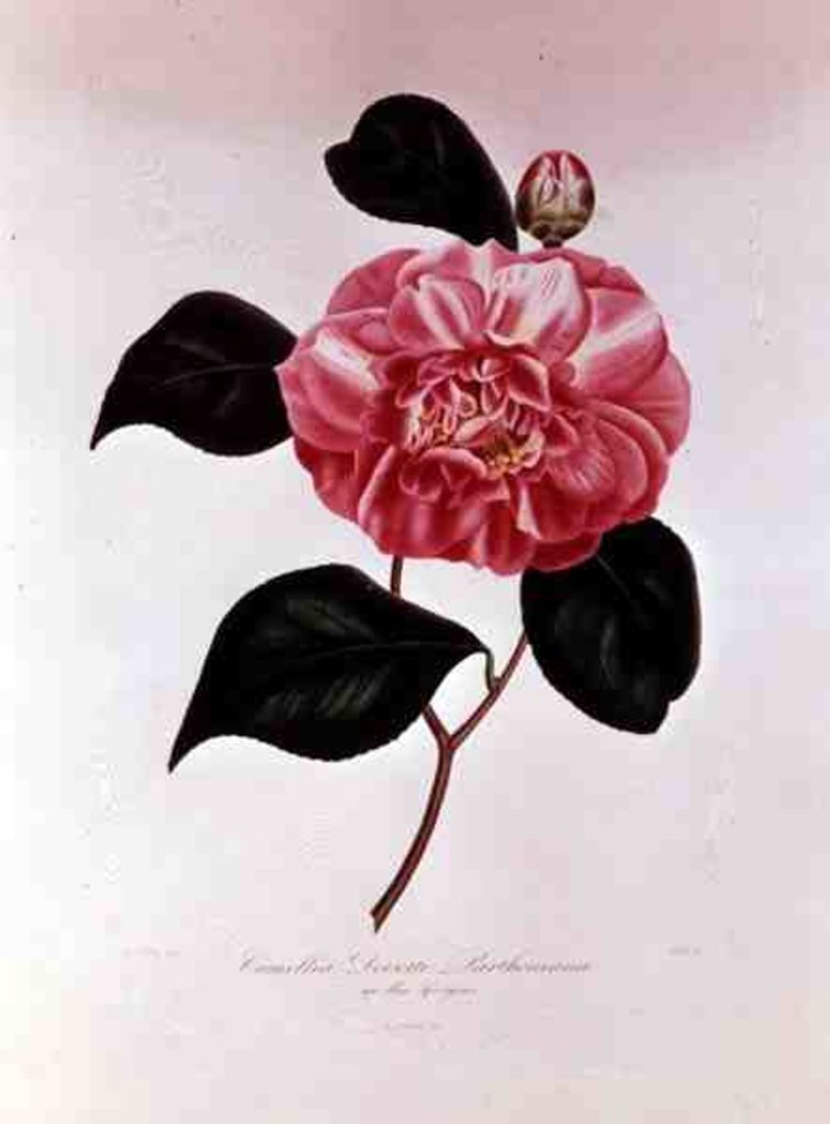 Detail of Camellia: Dorsetti Parthoniana by Anonymous