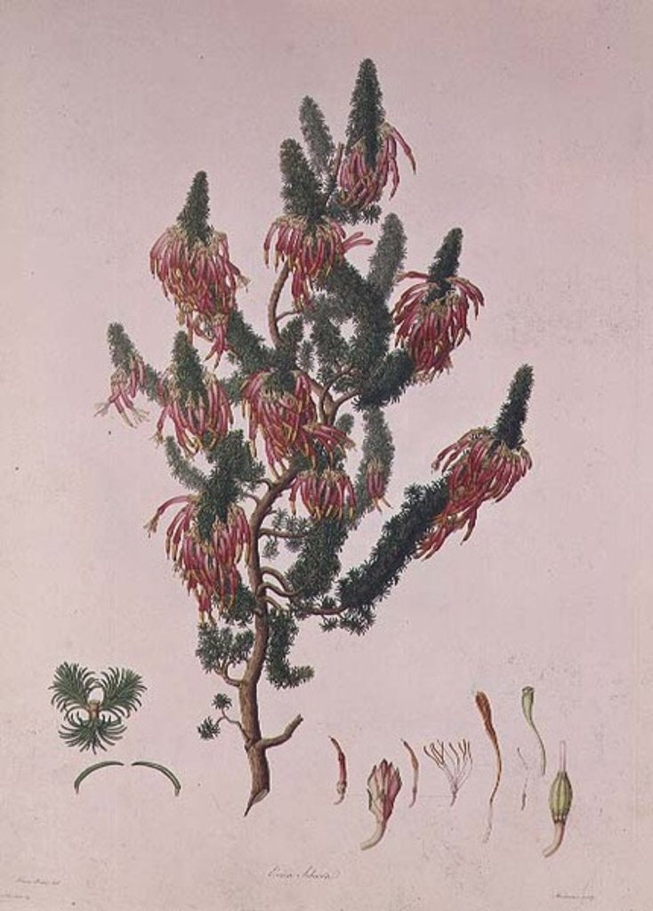 Detail of Heather, Erica sebana by Franz Andreas Bauer