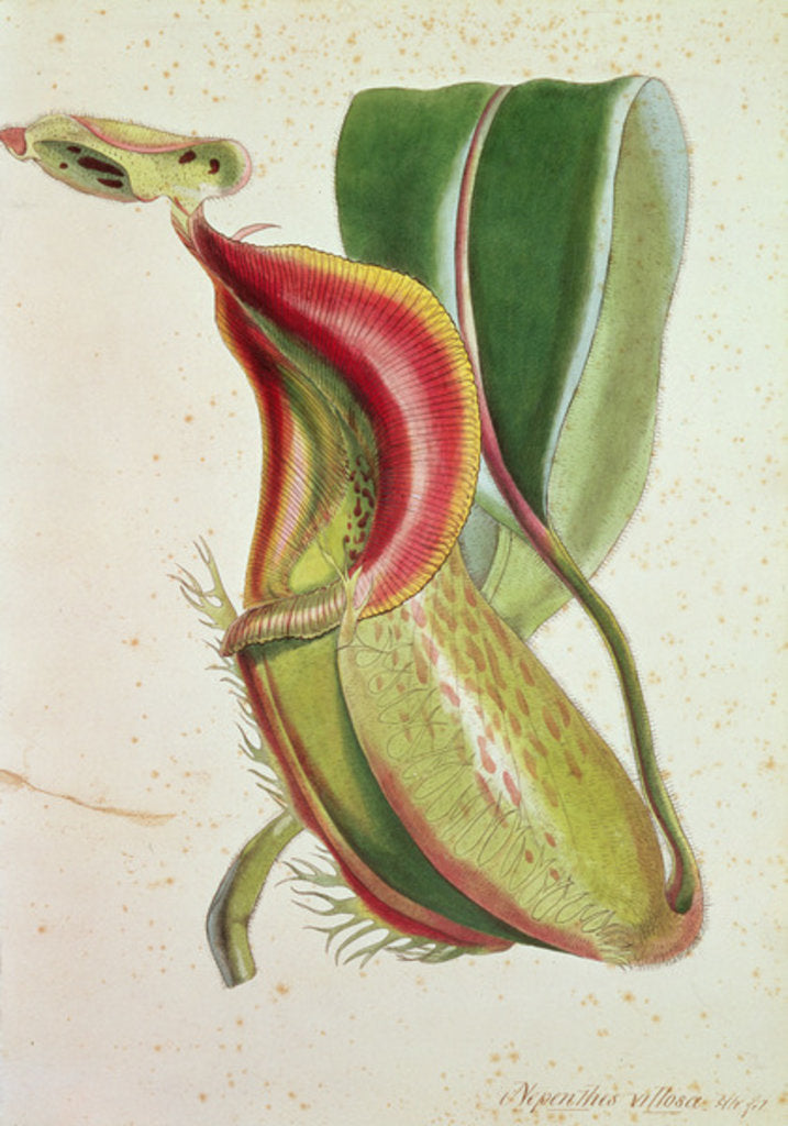 Detail of Pitcher plant: Nepenthes villosa, signed H.K by English School