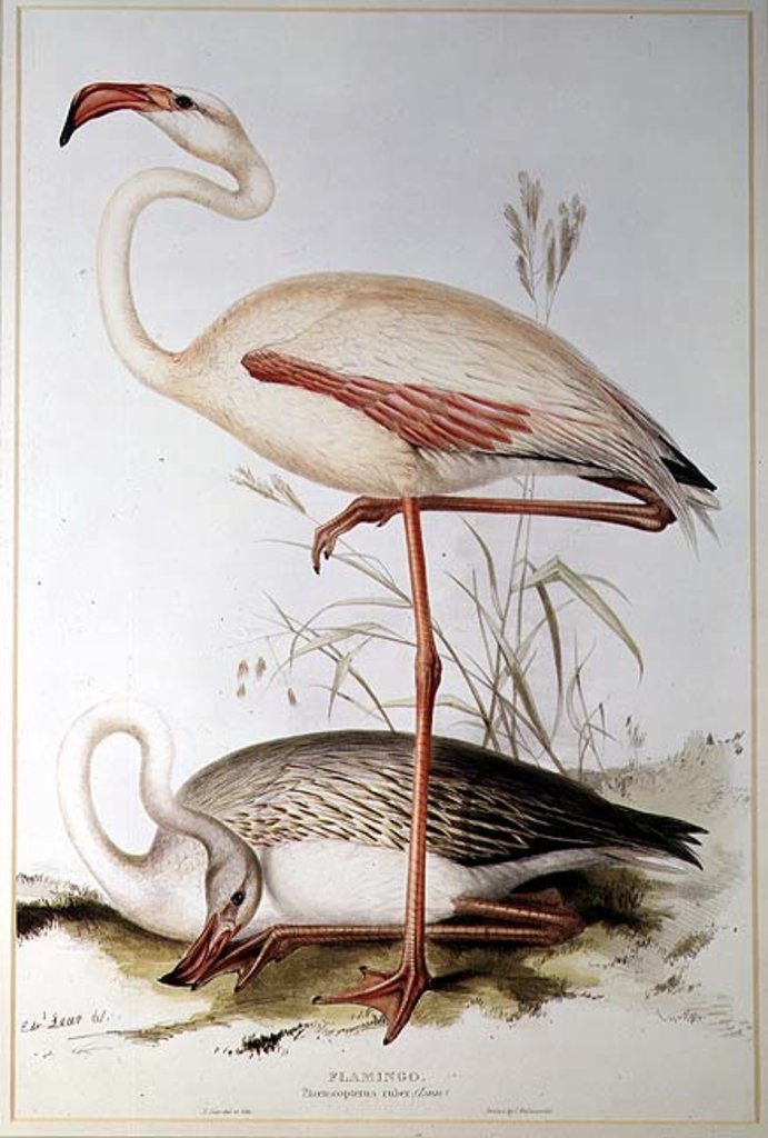 Detail of Flamingo by Edward Lear