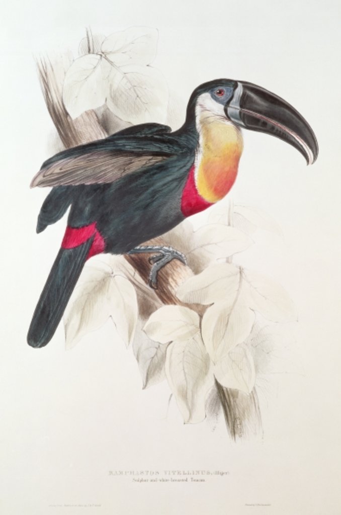 Detail of Sulphur and white breasted Toucan, 19th century by Edward Lear
