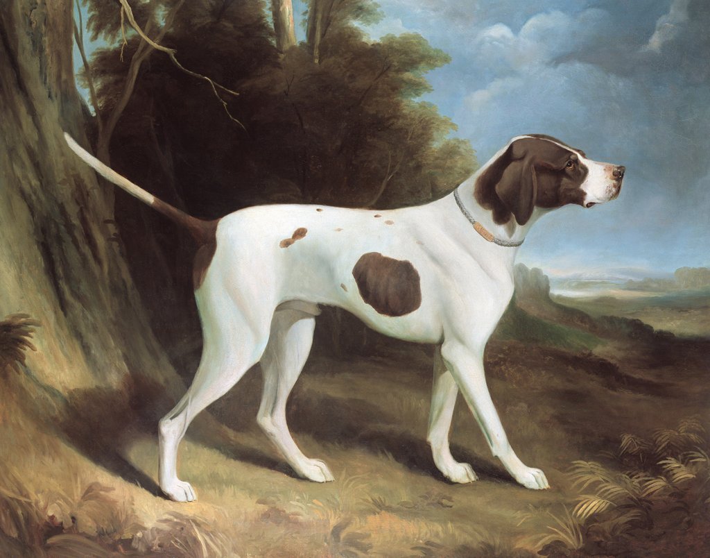Detail of Portrait of a liver and white pointer by George Garrard