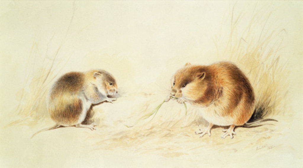 Detail of Dormice, 19th century by Edward Lear