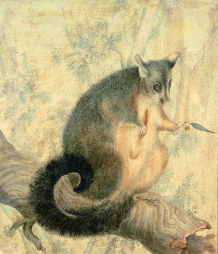 Detail of The Possum by Caroline Louisa Atkinson