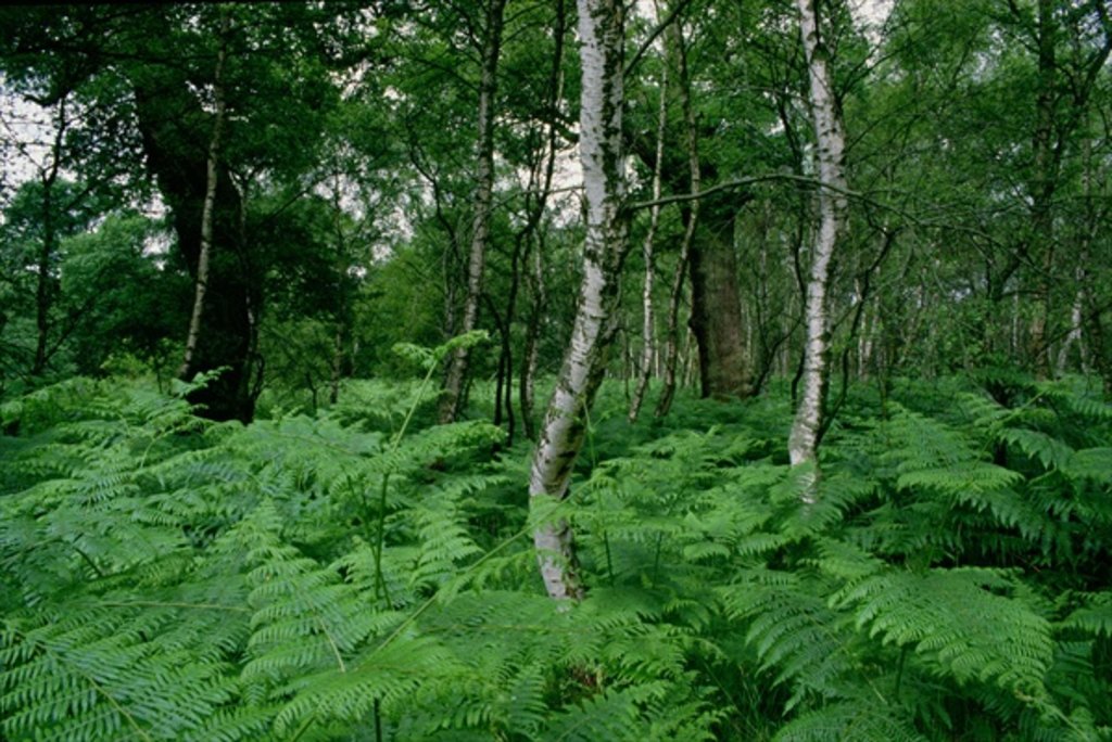 Detail of Silver birch trees and ferns, Sherwood Forest by Anonymous