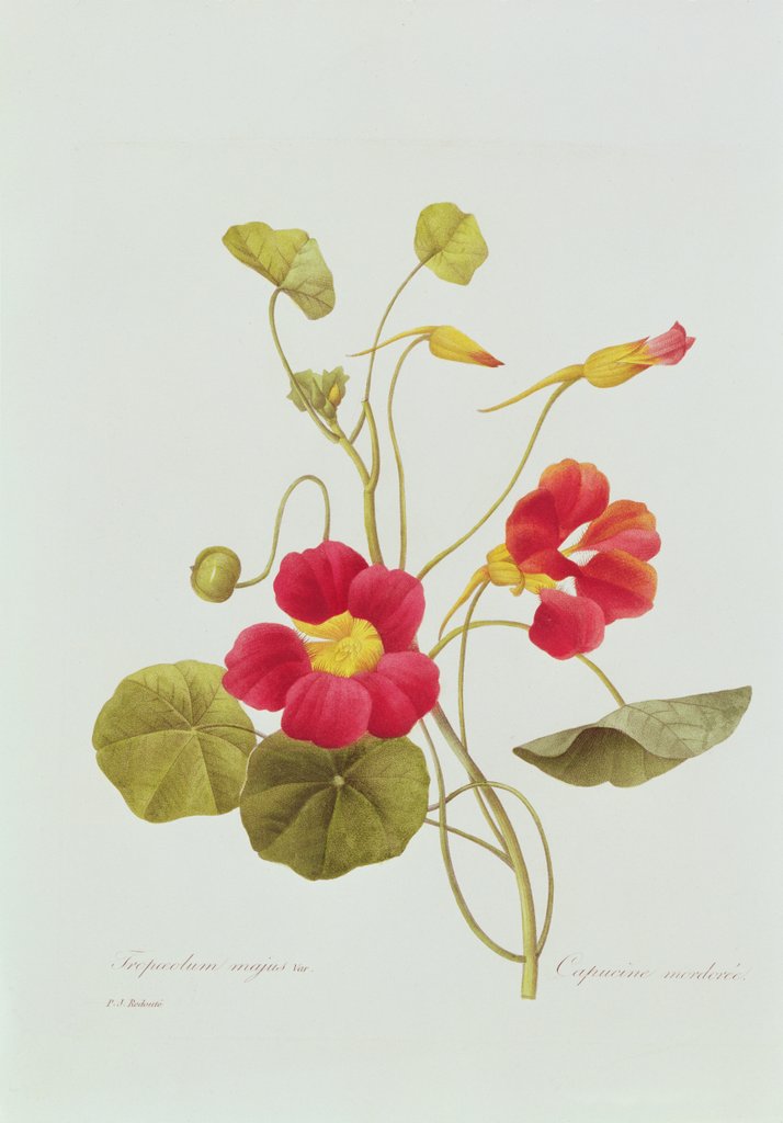 Detail of Nasturtium by Pierre Joseph Redouté
