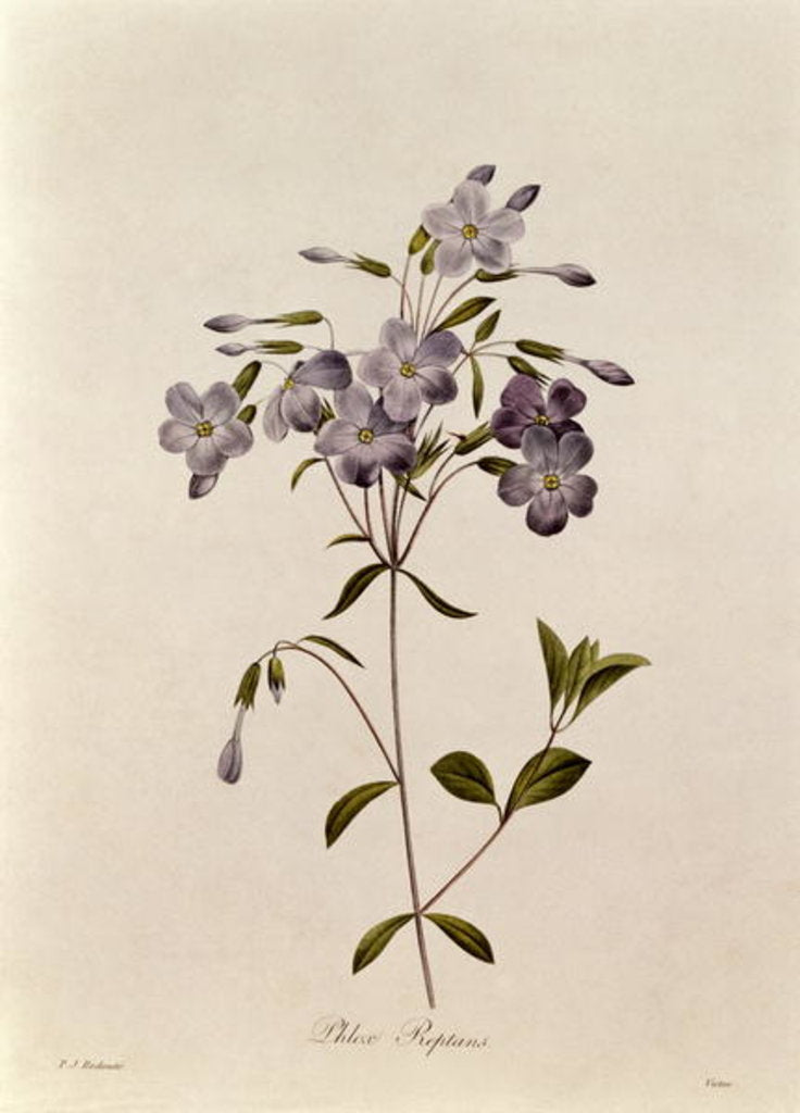 Detail of Phlox reptans by Pierre Joseph Redouté