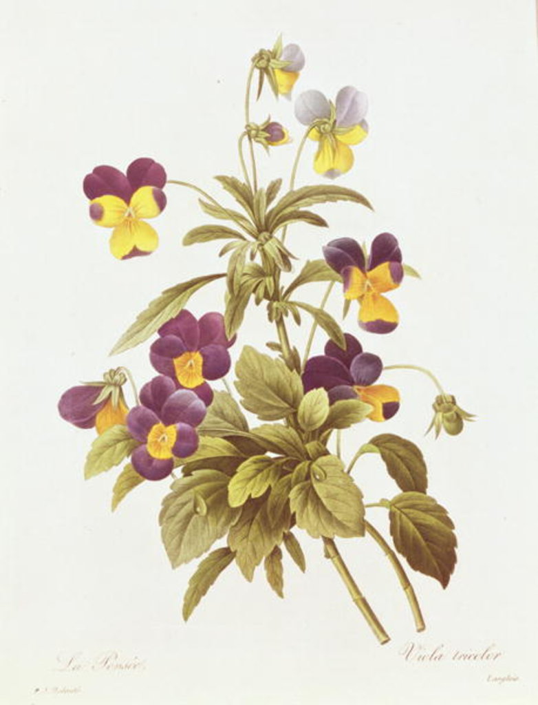 Detail of Viola Tricolour by Pierre Joseph Redouté
