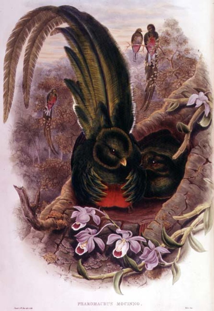 Detail of Pharomachrus Mocinno by John & Hart William Gould
