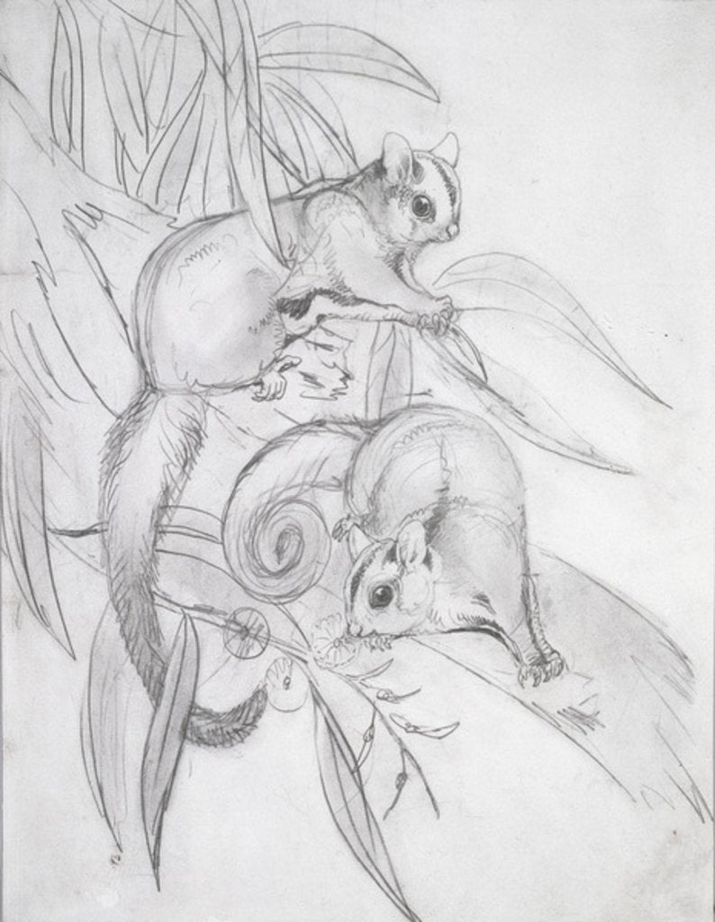 Detail of Gliding Possums by John Gould