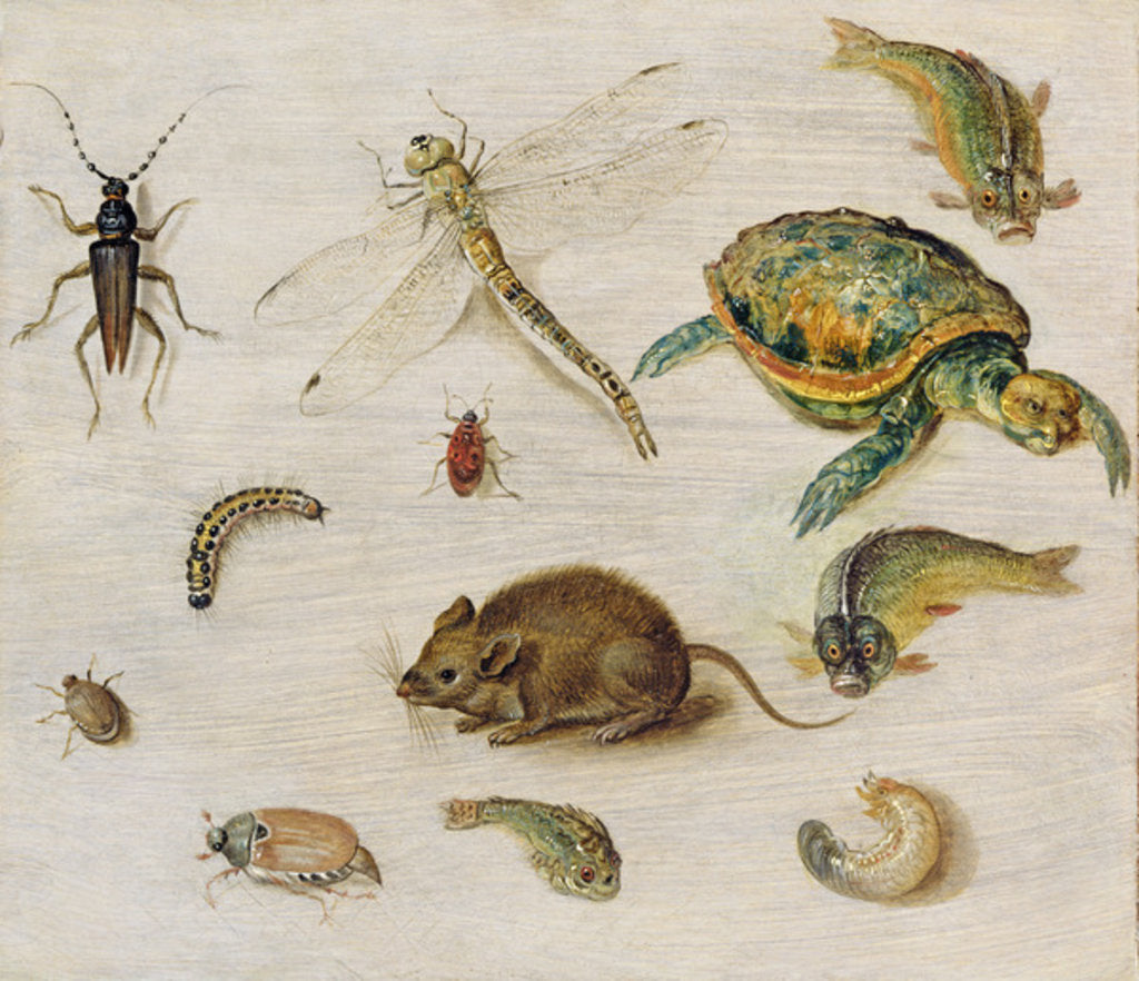 Detail of A Study of Insects, Sea Creatures and a Mouse by Jan the Younger Brueghel