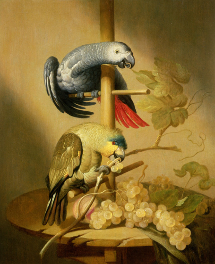 Detail of An African Grey and an Orange Winged Amazon Parrot on a Perch with Grapes by Jacob Fransz van der Merck