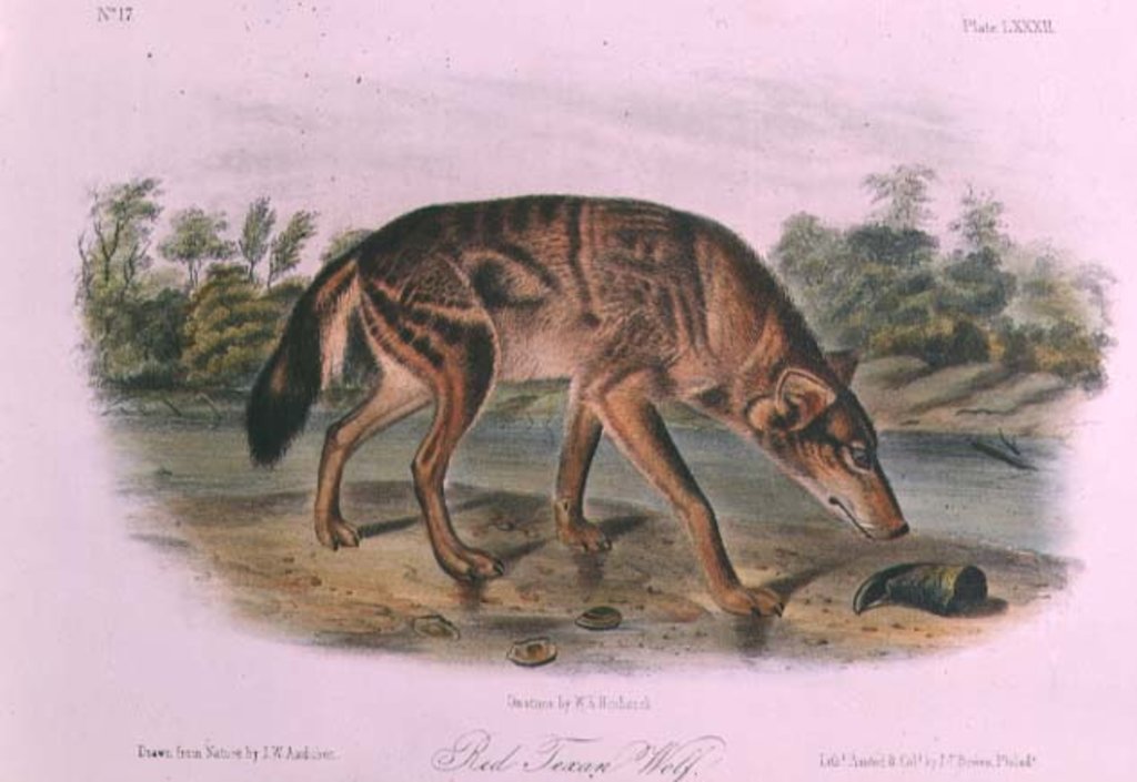 Detail of Red Wolf from 'Quadrupeds of North America', 1842-45 by John James Audubon