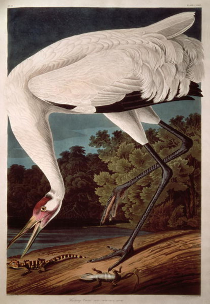 Detail of Whooping Crane by John James Audubon