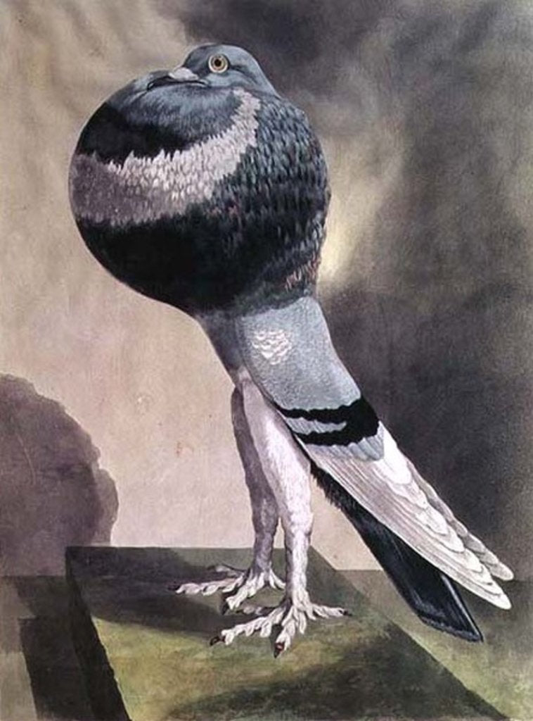 Detail of Portrait of Pouter Pigeon by D. Wolsenholme