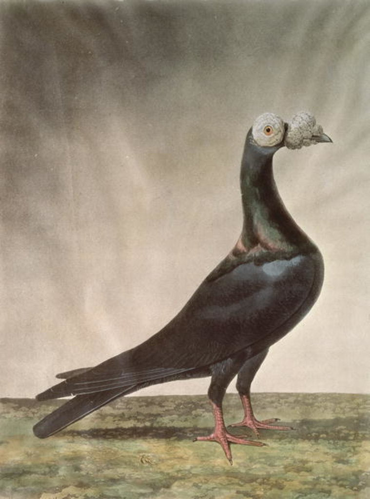 Detail of Portrait of a Carrier Pigeon by D. Wolsenholme