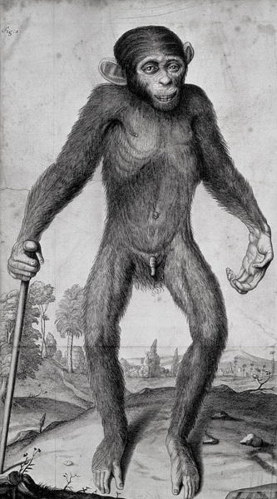 Detail of Chimpanzee, 1699 by Michael van der Gucht