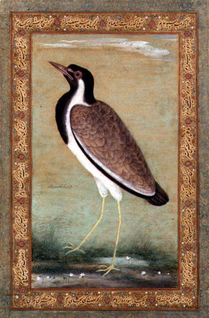 Detail of Indian lapwing, c.1800 by Mansur