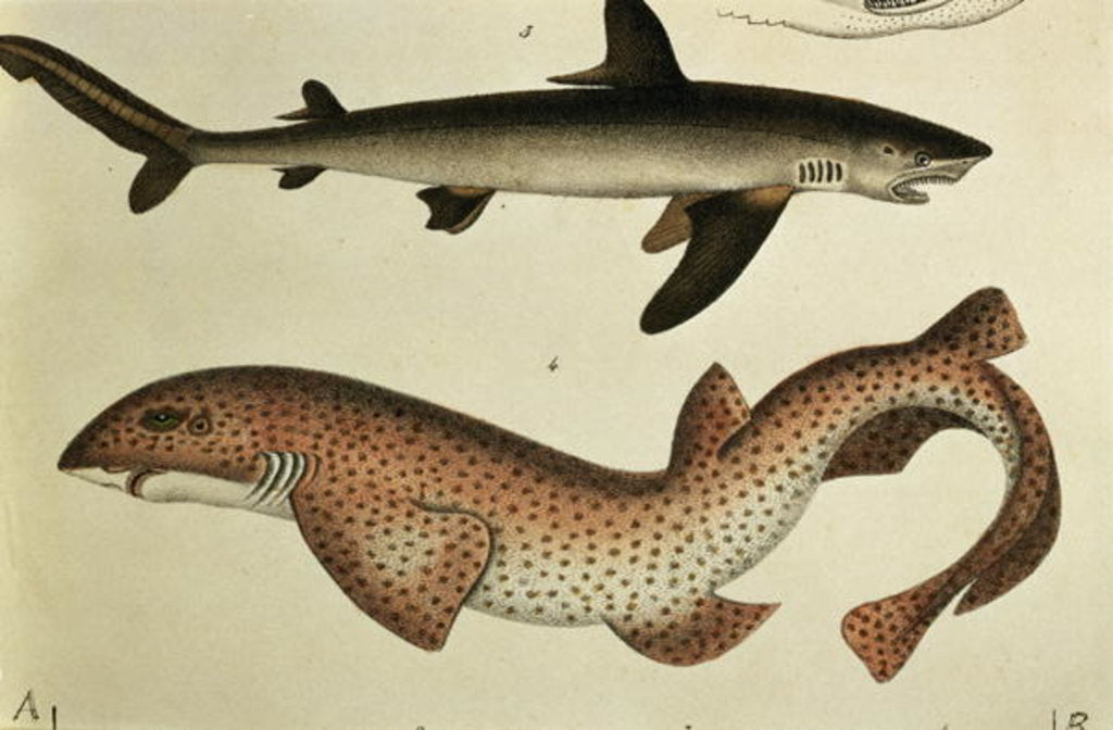 Detail of Lesser Spotted Dogfish, Pl.93 from 'Naturgeschichte und Abbildung der Fische' by H.R. Schinz, 1836 by German School