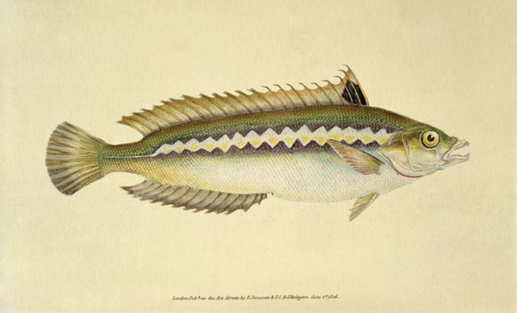 Detail of Rainbow Wrasse, Pl.96 from 'The Natural History of British Fishes', pub. by E. Donovan and F.C. & J. Rivington, 1806 by Anonymous