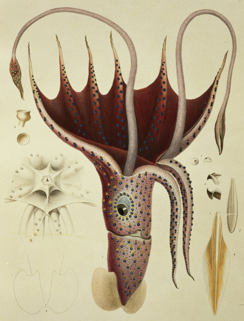 Detail of Squid, Pl.2 from 'Histoire Naturelle Generale et Particuliere des Cephalopodes Acetabuliferes', pub. by Ferussac & D'Orbigny, Paris, 1835-48, by Antoine Chazal (after)