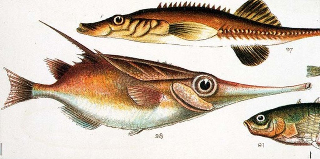 Detail of Trumpet Fish by Anonymous