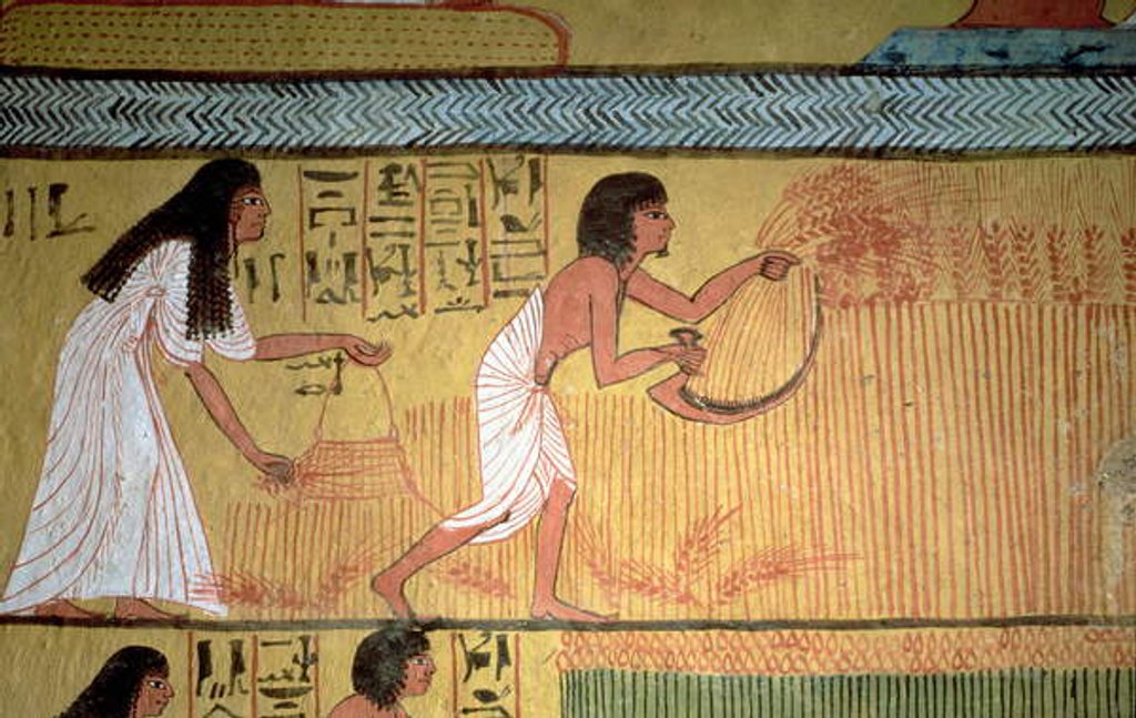 Detail of Detail of a harvest scene on the East Wall by Egyptian 19th Dynasty