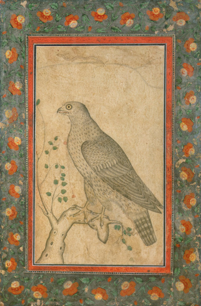 Detail of Falcon perched on a leafy stump, c.1650 by Mughal School