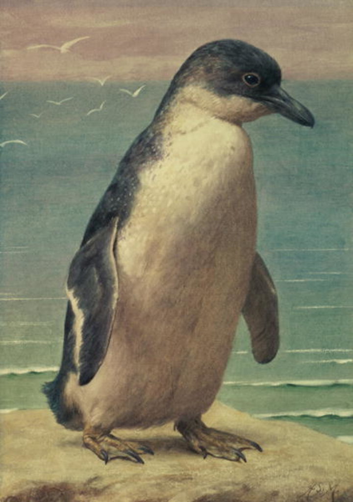 Detail of Study of a Penguin by Henry Stacy Marks