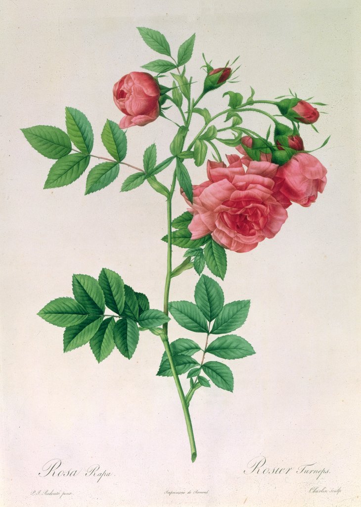 Detail of Rosa Rapa by Pierre Joseph Redouté
