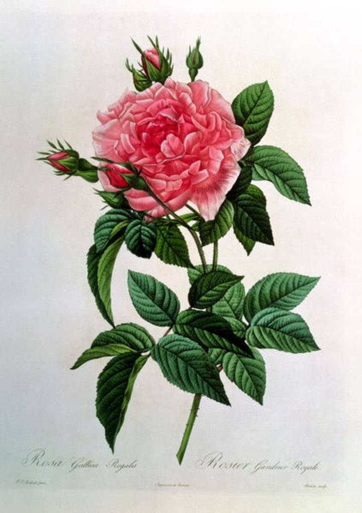 Detail of Rosa Gallica Regallis by Pierre Joseph Redouté
