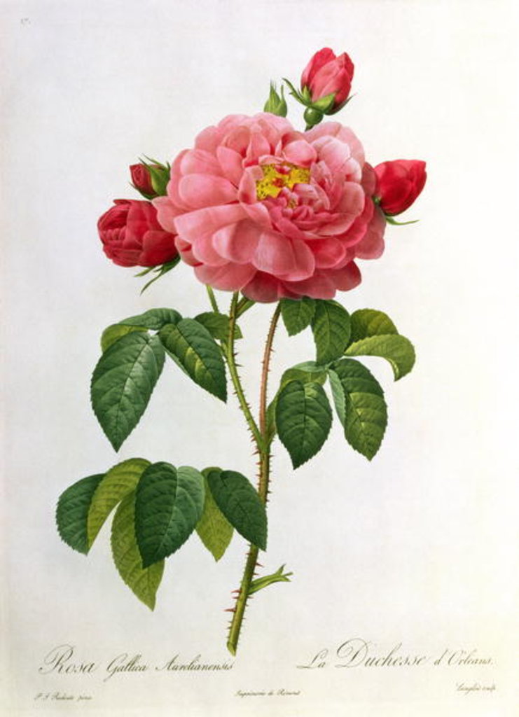 Detail of Rosa Gallica Aurelianensis by Pierre Joseph Redoute