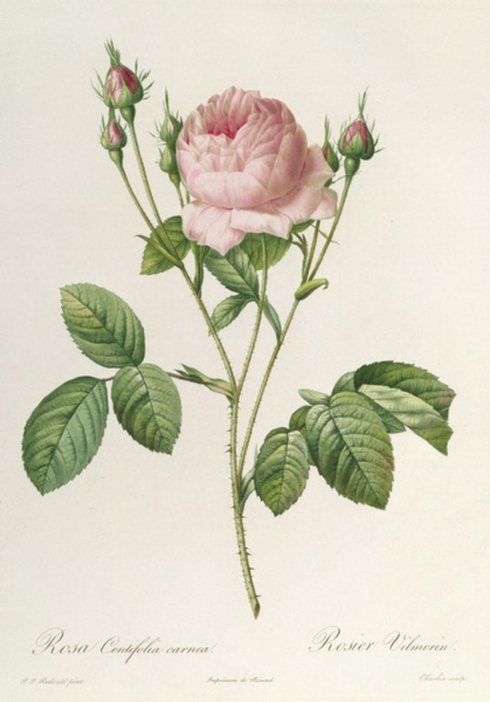 Detail of Rosa Centifolia Carnea, from'Les Roses', 19th century by Pierre Joseph Redouté