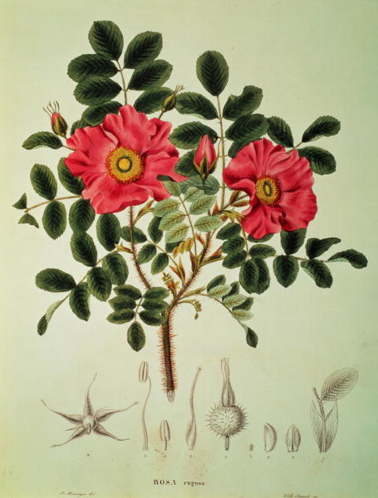 Detail of Rosa rugosa by Joseph Gerhard Zuccarini