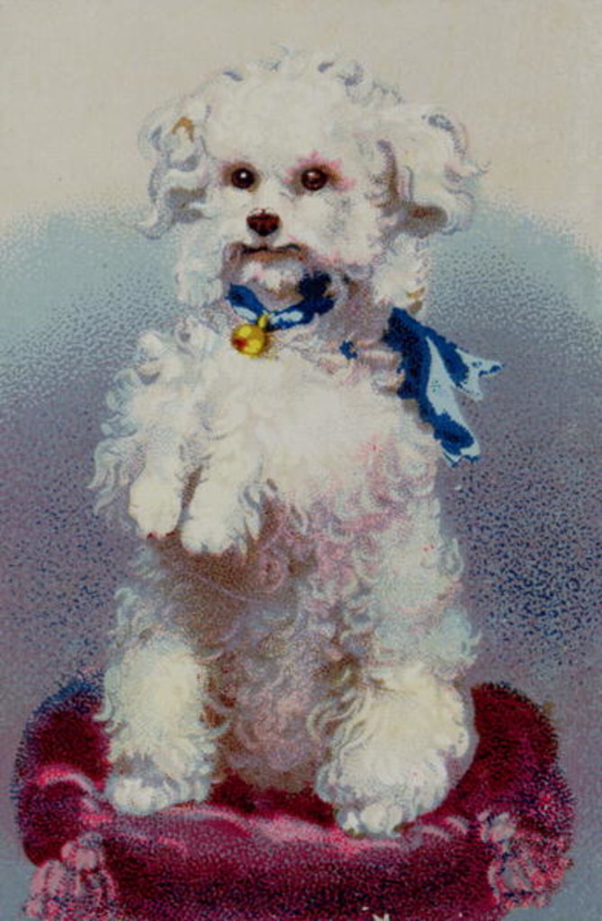 Detail of Poodle with blue ribbon by English School