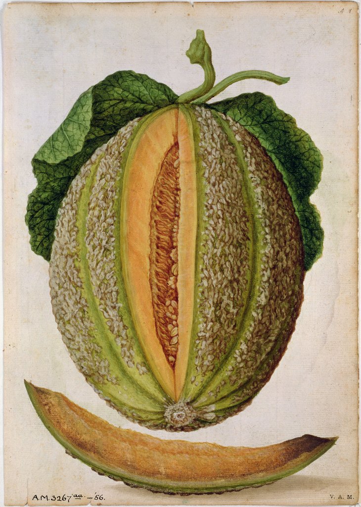 Detail of Melon, c.1568 by Jacques Le Moyne