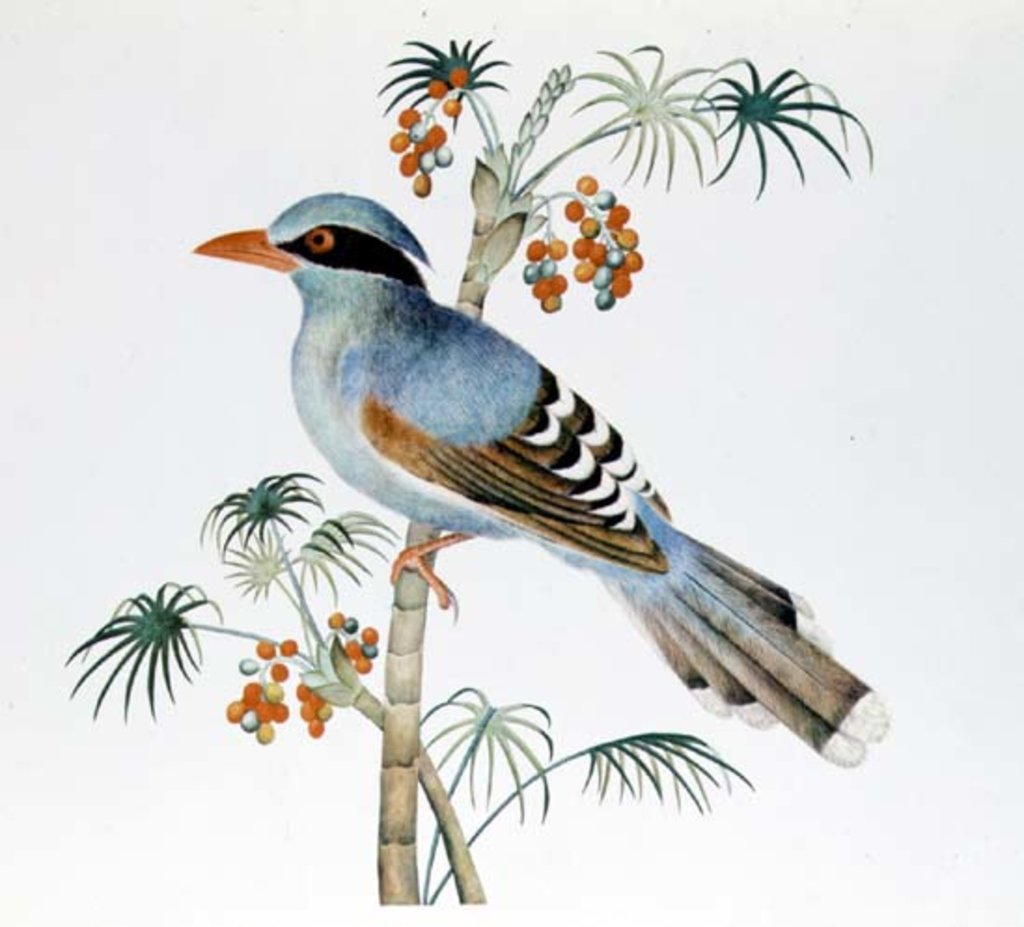 Detail of Green Magpie, Ch'ien-lung period by Qing Dynasty Chinese School