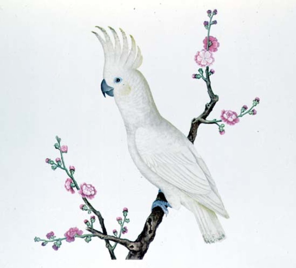 Detail of Lesser Lemon Crested Cockatoo, perched on a sprig of flowering Japonica, Ch'ien-lung period by Qing Dynasty Chinese School