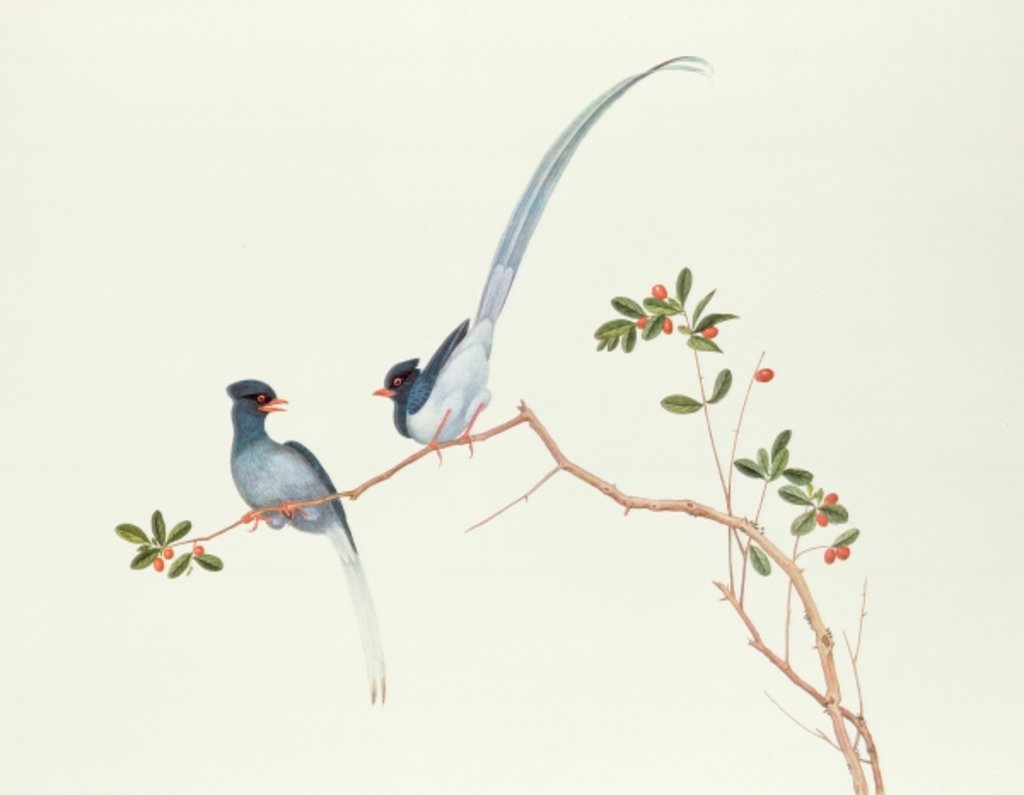 Detail of Red-billed blue magpies, on a branch with red berries, Ch'ien-lung period by Qing Dynasty Chinese School