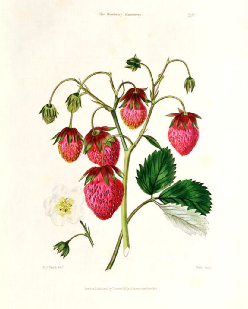Detail of The Roseberry Strawberry by Edwin Dalton Smith