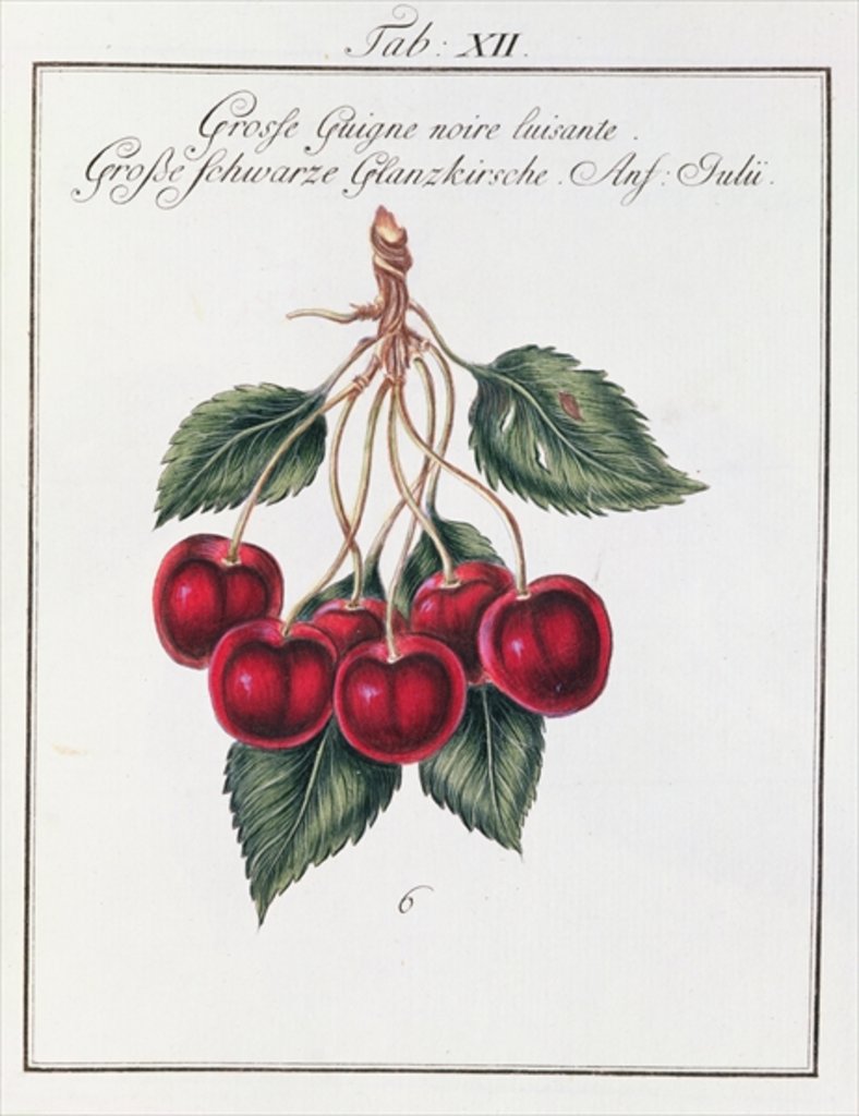 Detail of Large Shiny Black Cherry, 19th century by Anonymous
