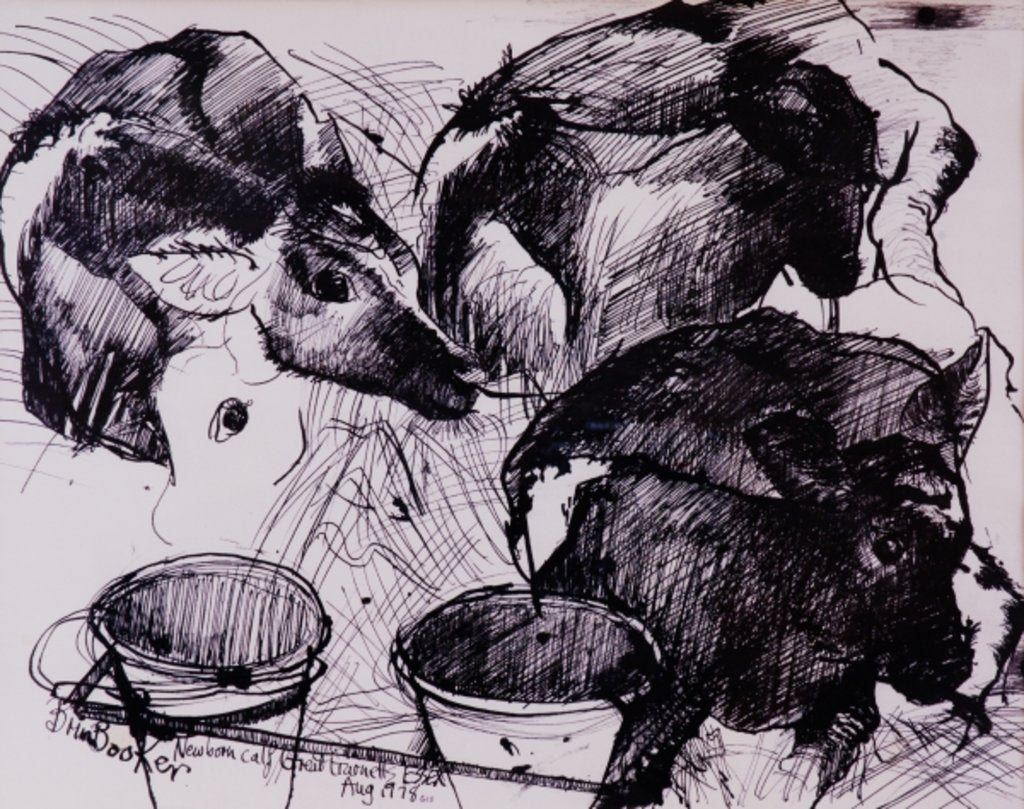 Detail of Calves, damp, newborn, 1978 by Brenda Brin Booker