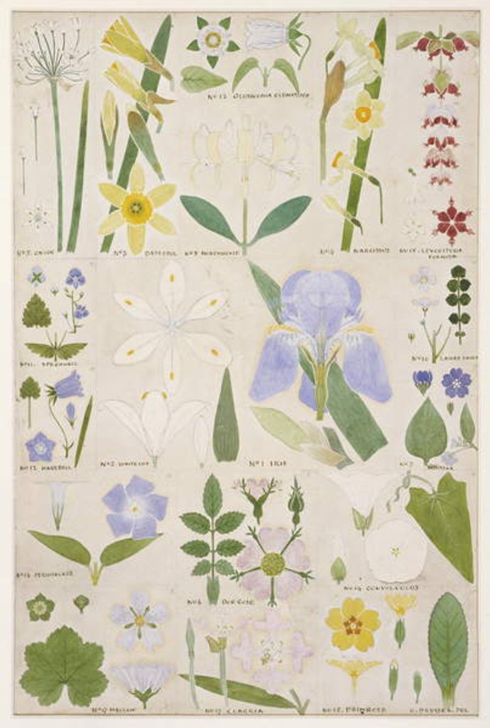 Detail of Botanical illustration, original from Owen Jones's `The Grammar of Ornament`, 1856 by Christopher Dresser