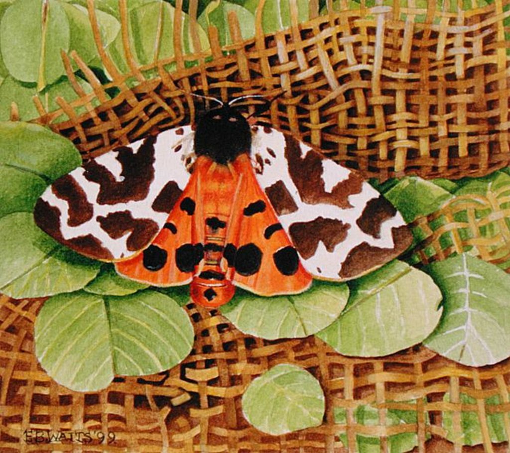 Detail of Tiger Moth, 1999 by E.B. Watts