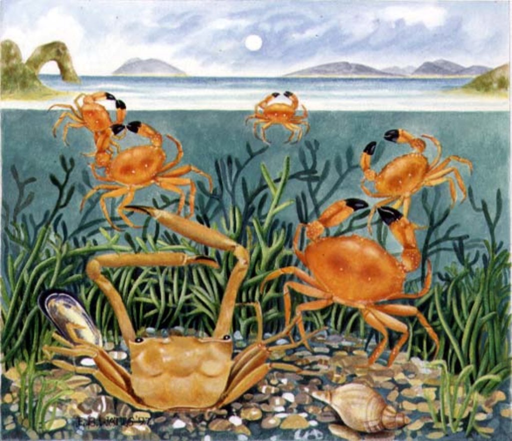 Detail of Crabs in the Ocean, 1997 by E.B. Watts