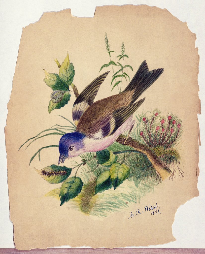 Detail of Bluebird on a Branch, 1871 by Claude Raguet Hirst