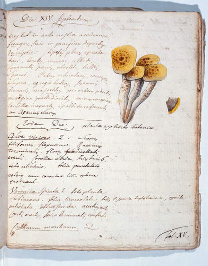 Detail of Illustration of a species of fungus, from 'Diarium Botanicum' by the artist, 1786 by Georges Cuvier