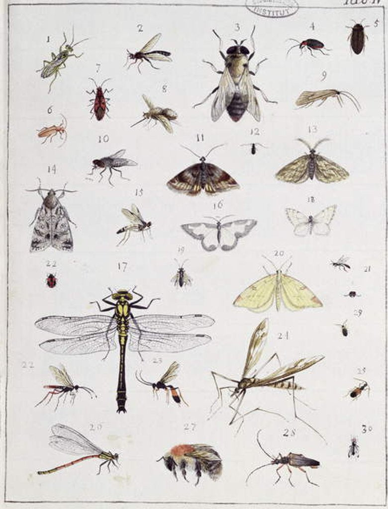 Detail of Various insects by Georges Cuvier