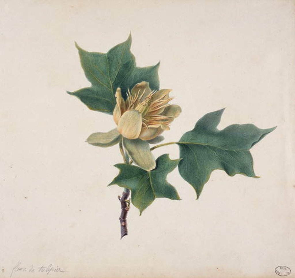 Detail of Flower of a Tulip Tree by French School