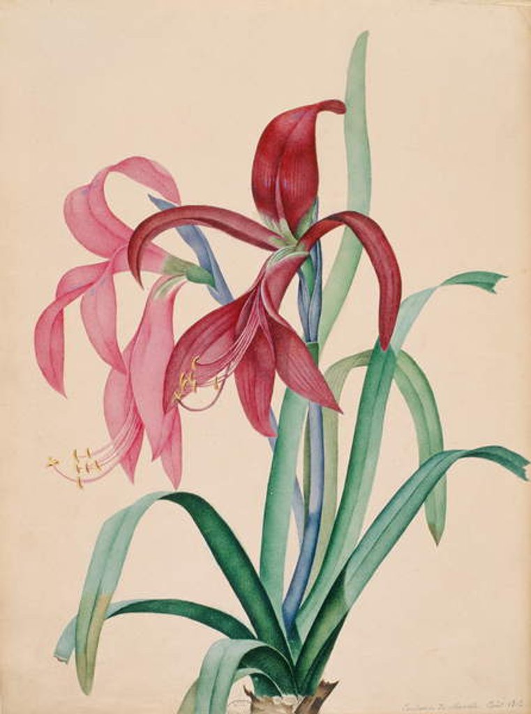 Detail of Iris, 1812 by French School